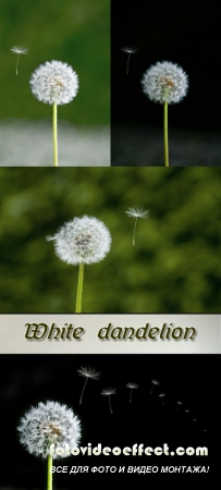 Stock Photo: White dandelion