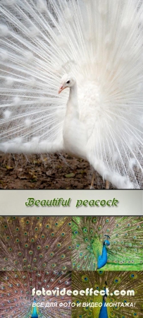 Stock Photo: Beautiful peacock