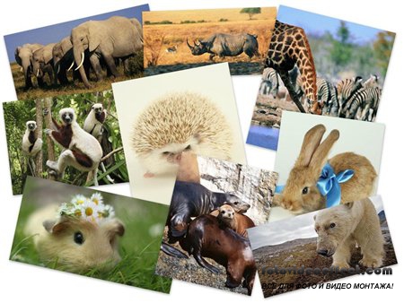 50 Beautiful Animals HD Wallpapers Set 29
