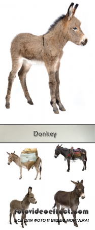 Stock Photo: Donkey