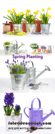 Stock Photo: Spring Planting