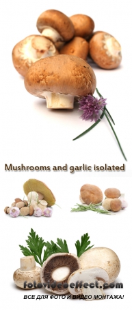 Stock Photo: Mushrooms and garlic isolated