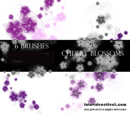 Cherry Blossoms Photoshop Brushes