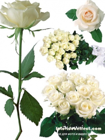 Цветочный фотосток: белые розы