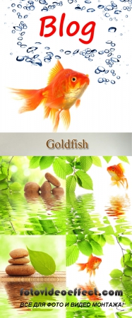 Stock Photo: Goldfish, water, greens of leaflets and stones for Spa