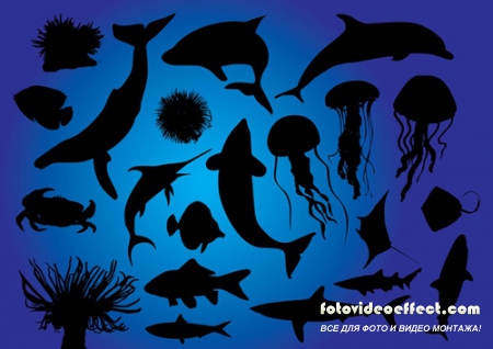 Vector Sea Life