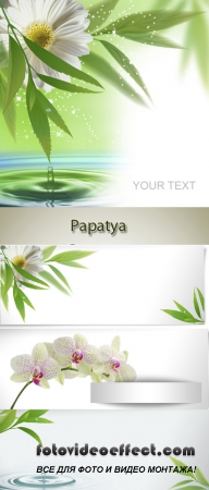 Gerbera, orchids, green leaves and water - vector backgrounds (papatya)