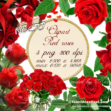 Clipart red roses 2 -    2 PNG