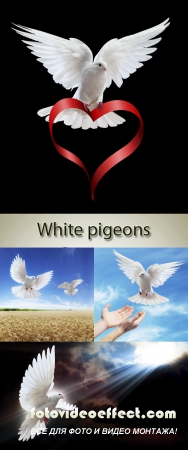 Stock Photo: A free flying white dove isolated on a black