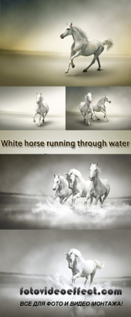 Stock Photo: White horse running through water