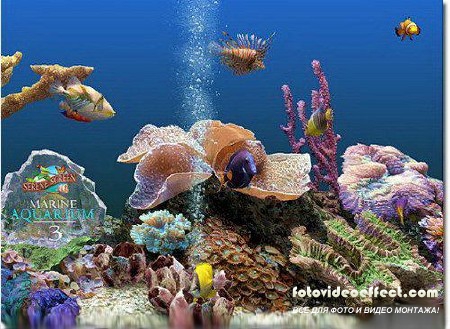 SereneScreen Marine Aquarium Deluxe 3.2.5991 + Rus