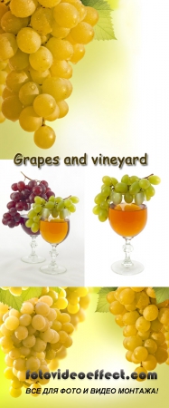 Stock Photo: Grapes and vineyard