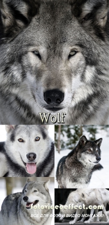 Stock Photo: Wolf