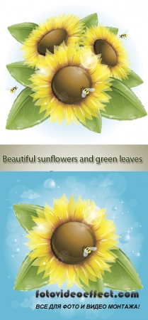 Stock: Beautiful sunflowers and green leaves