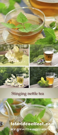 Stock Photo: Stinging nettle tea, herbal tea