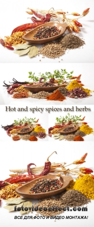 Stock Photo: Hot and spicy spices and herbs