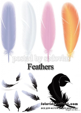 Feathers - vector