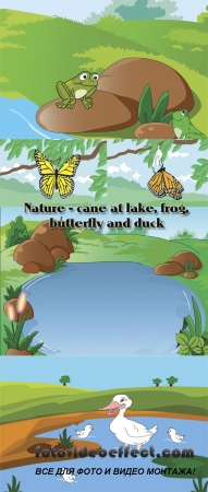 Stock: Nature - cane at lake, frog, butterfly and duck