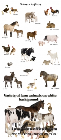 Stock Photo: Variety of farm animals on white background