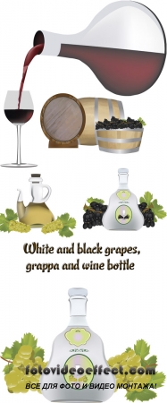Stock: White and black grapes, grappa and wine bottle