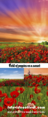 Stock Photo: Field of poppies on a sunset