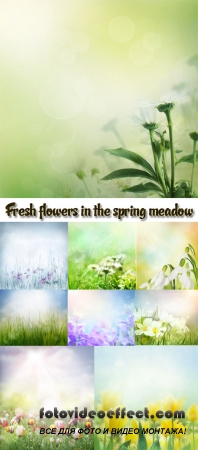 Stock Photo: Fresh flowers in the spring meadow