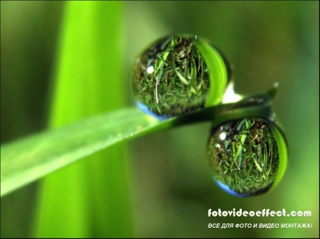 Beauty in a drop of water