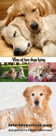 Stock Photo: View of two dogs lying