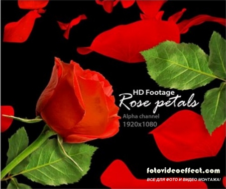 Alpha Channel Footage HD - Rose Petals ( )