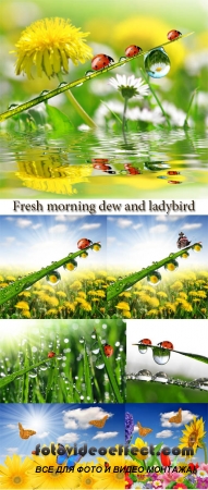 Stock Photo: Fresh morning dew and ladybird