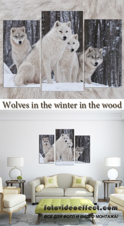 Triptyches, Fourplex - Wolves in the winter in the wood