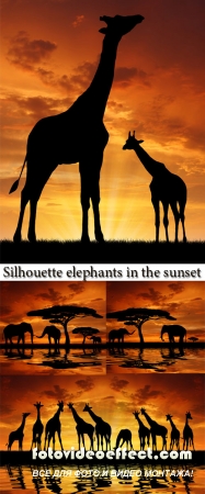 Stock Photo: Silhouette elephants in the sunset