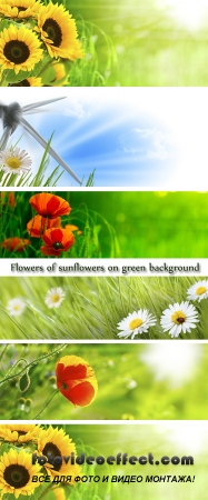 Stock Photo: Flowers of sunflowers on green background