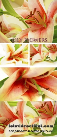 Stock Photo: Lily flowers