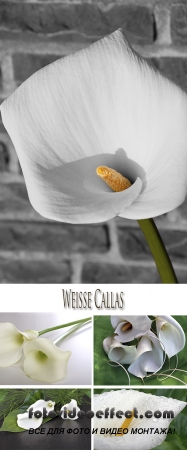 Stock Photo: White Callas