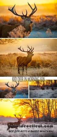 Stock Photo: Red deer in morning sun