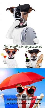 Stock Photo: Dog with different subjects