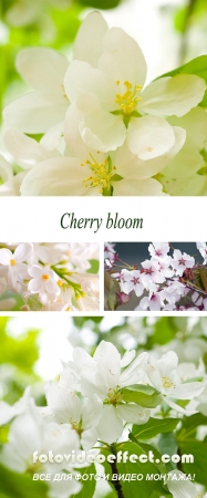 Stock Photo: Cherry bloom. Flowers of fruit trees