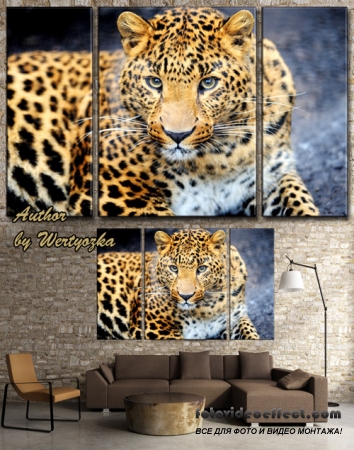Леопард - PSD исходник триптих, модульная картина  