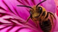 Amazing Wallpapers - Обои для рабочего стола - Mega Pack 113