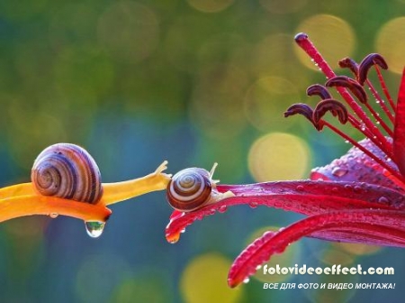 Macro photo Vyacheslav Mishchenko