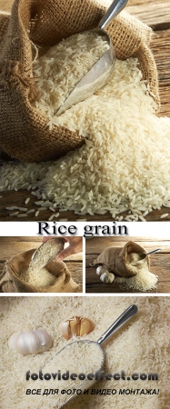Stock Photo: Rice grain