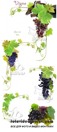 Grapevine and grapes /     