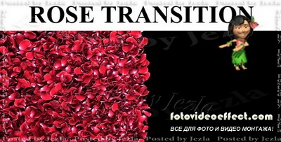 : Rose Petal Transition