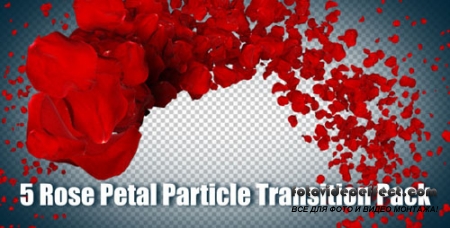 VideoHive 5 Rose Petal Particle Transition Pack (Motion Graphics)