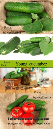   / Young cucumbers - Stock photo 