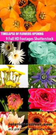 9 Full HD Footages Shutterstock - Timelapse Of Flowers Opening