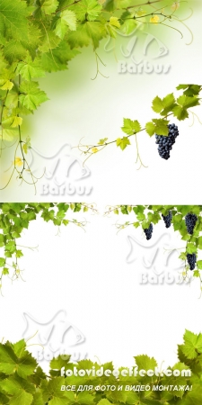 Grapevine and grapes 2 /     2