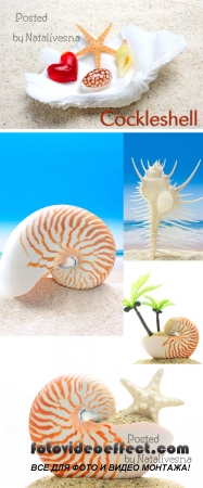   / Striped cockleshells - Stock photo