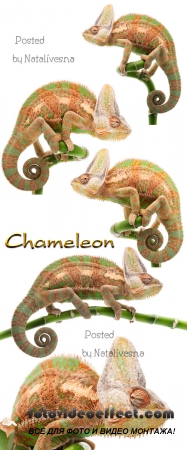  / Chameleon - Stock photo